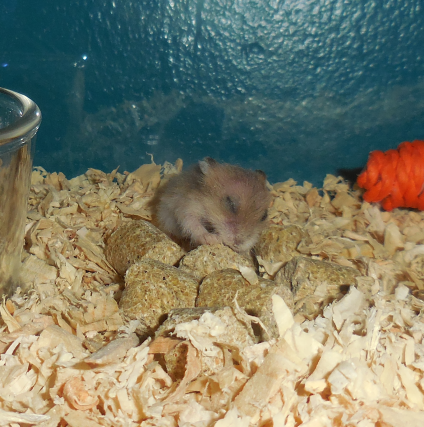 This is Pipsqueak when he was a baby, only 2 or 3 weeks old. He was a runt, very small for his age, so your 3 week old hamster shouldn't be as small as him, barely a big as his food pellet.